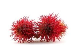 16407399-fleurs-de-ricin-sur-fond-blanc